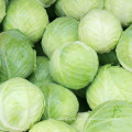 2021 Newest High Quality Low Price Fresh Chinese Round And Flat Cabbage